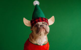 Dog With A Christmas Hat